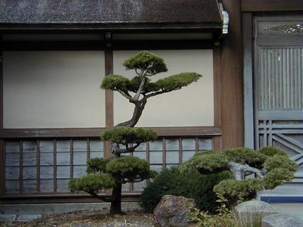 Bonsai tree outside Japanese Gardens<br>Location: <a href="https://www.google.com/maps/search/?api=1&query=37.77031,-122.47007" target="_new">Japanese Tea Garden, Golden Gate Park</a>